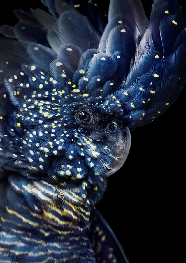 Alas de noche estrellada