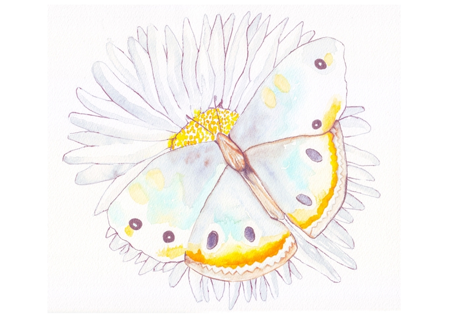 Butterfly and Daisies