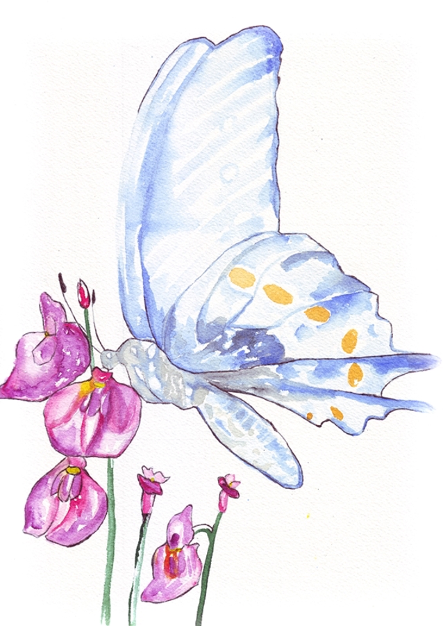 Butterfly and Wildflowers