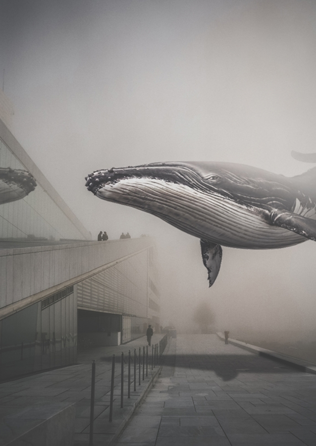 Whale in the Mist