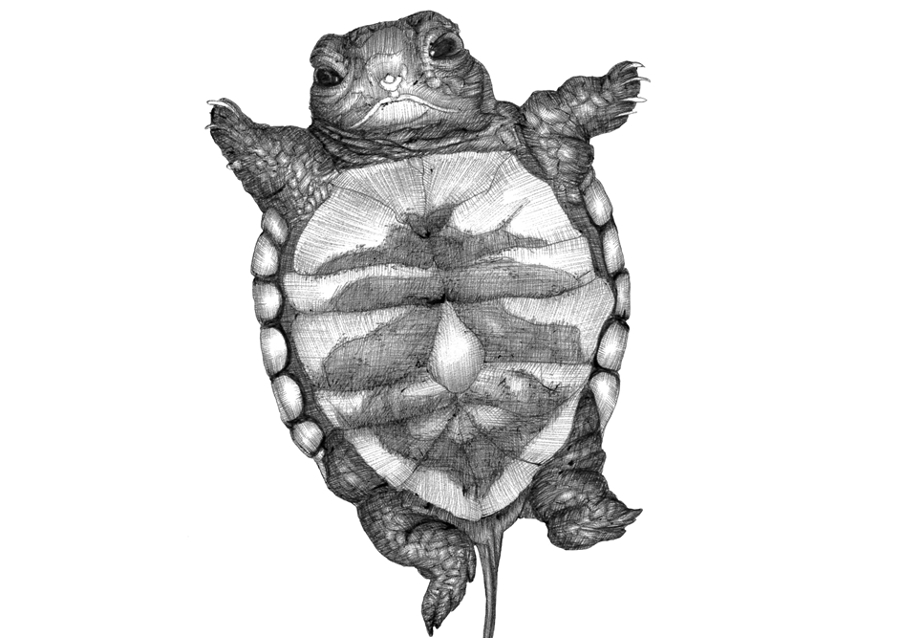 Upside Down Turtle
