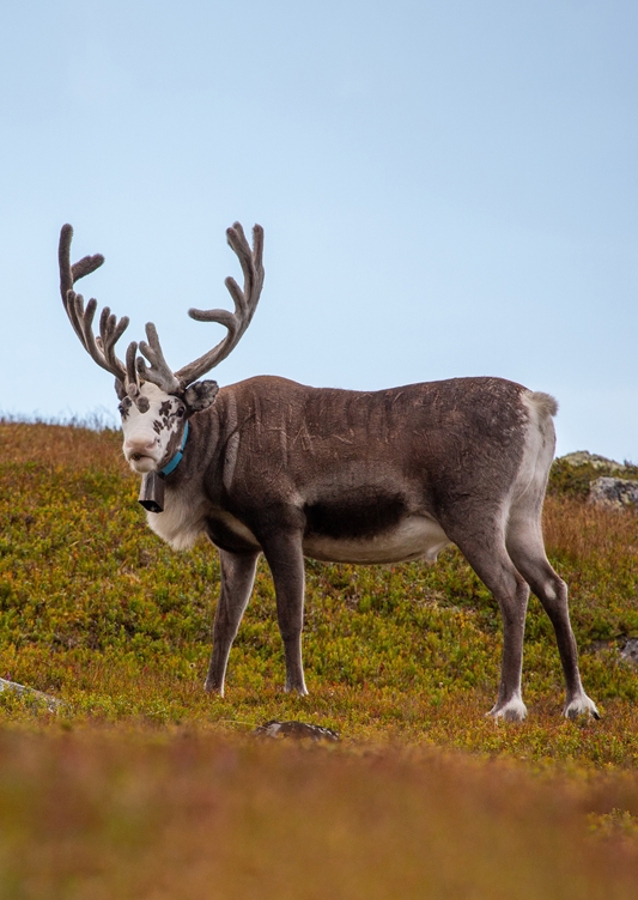 Meeting with reindeer