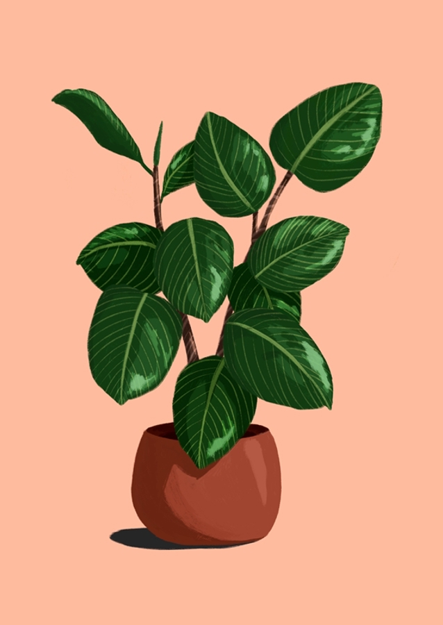 Rubberplant