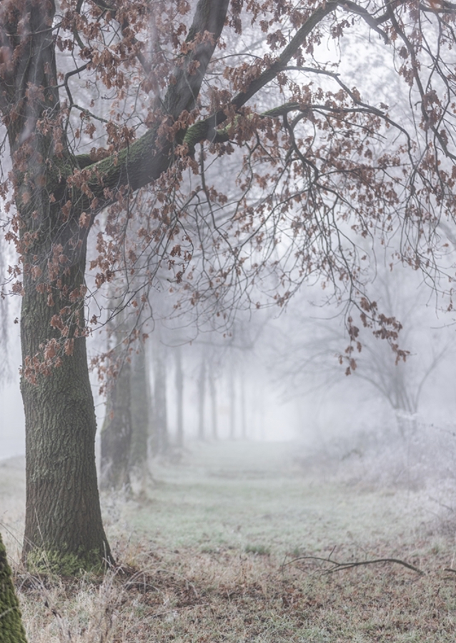 Foggy Winter Morning 3