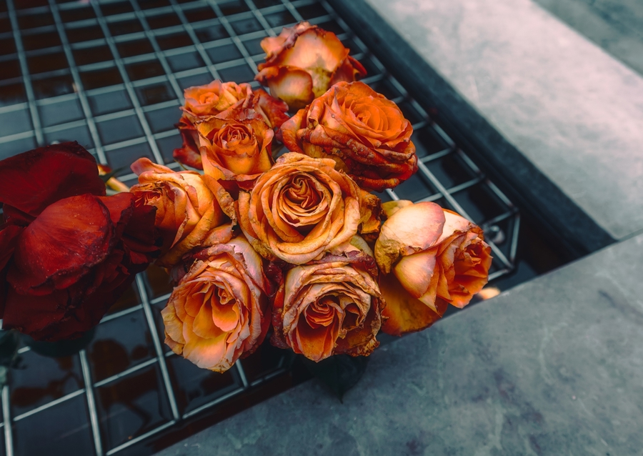 Röda rosor vid minnesplatsen