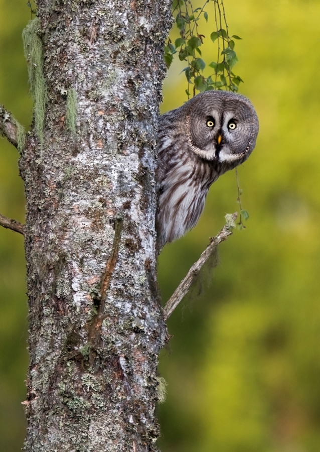 Lo sguardo del gufo della Lapponia