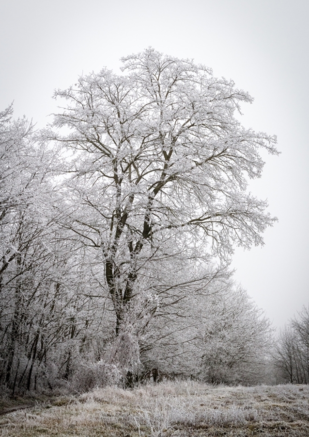 Tree at the edge of the forest