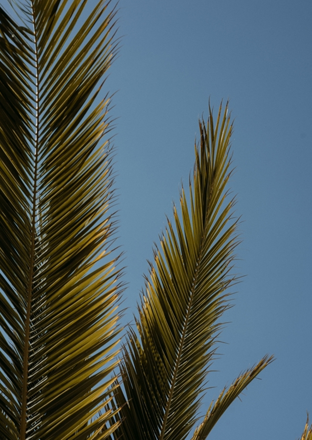 Palm tree and blue sky