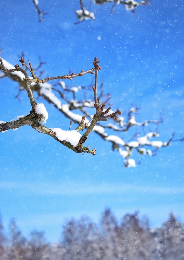 The beautiful winter picture