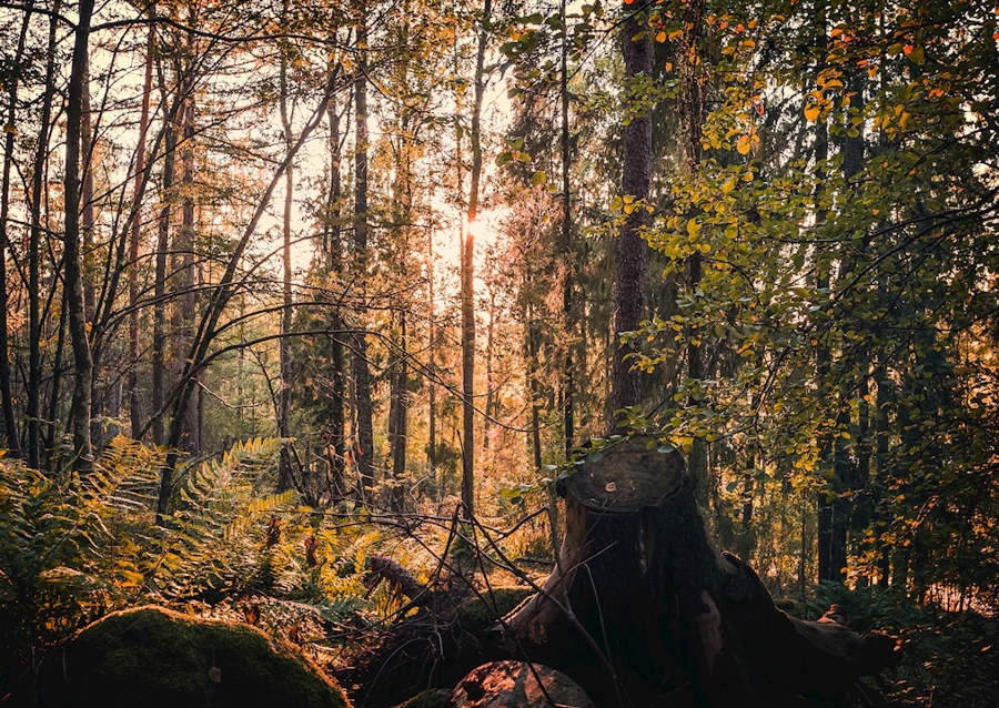 Gröngarnin metsät