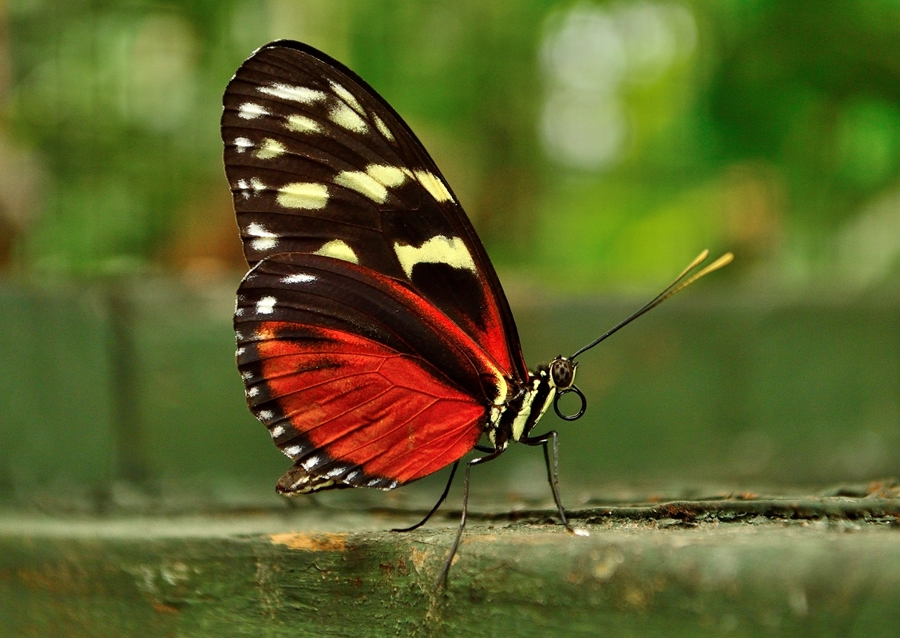 Red butterfly