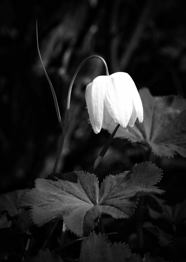 Kungsängslilja (Svart og hvitt)