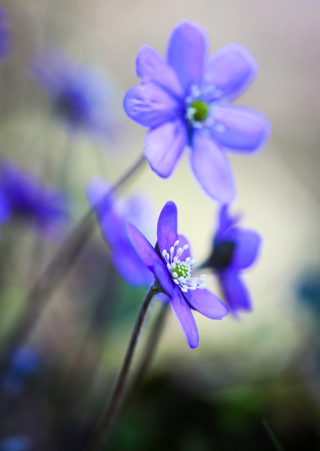 Modrá sasanka proti světlu