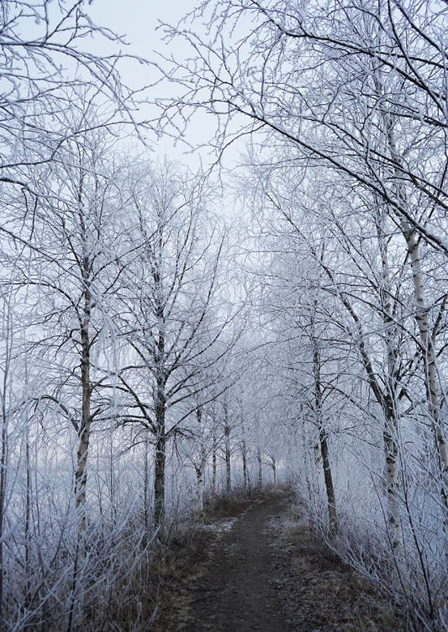 Björkallé ingen känner till