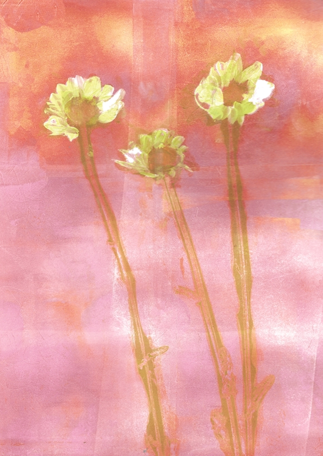 three flowers at sunset