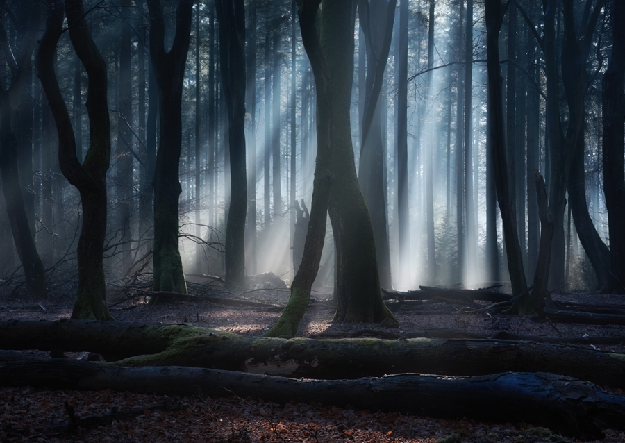 Magical winter forest