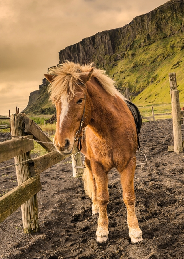 Iceland Pony