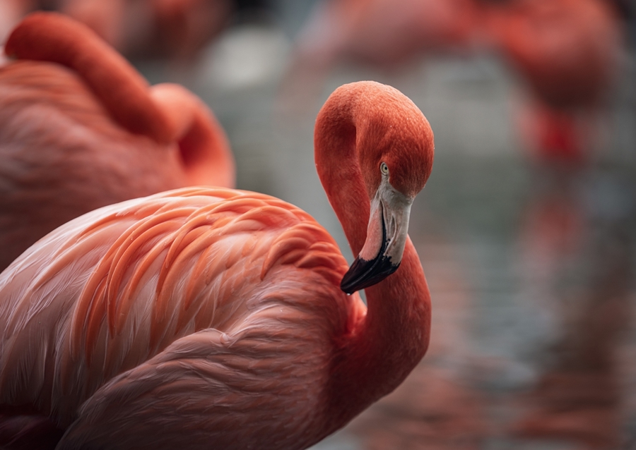 Il fenicottero e la rosa