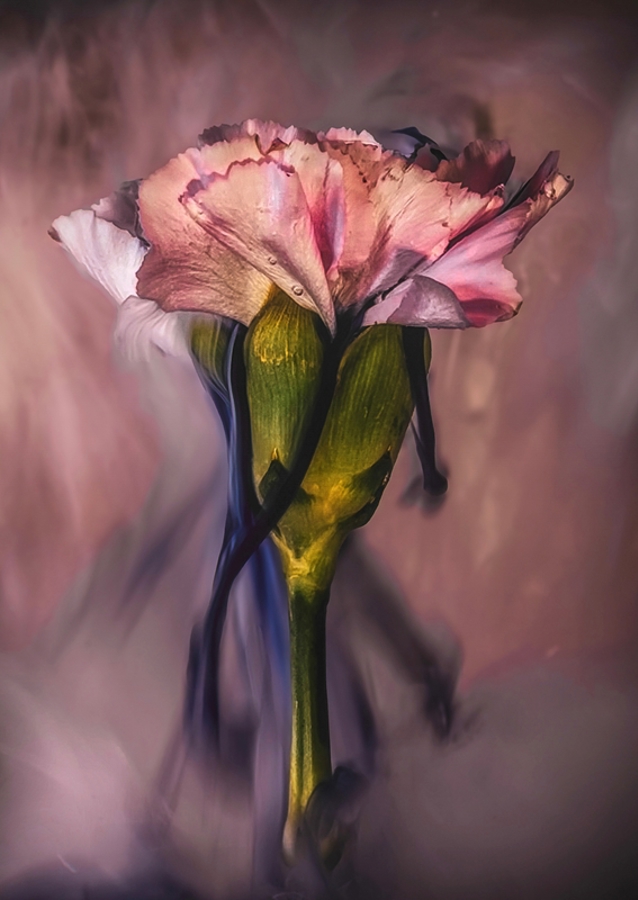 Untergetauchte rosa Nelke 