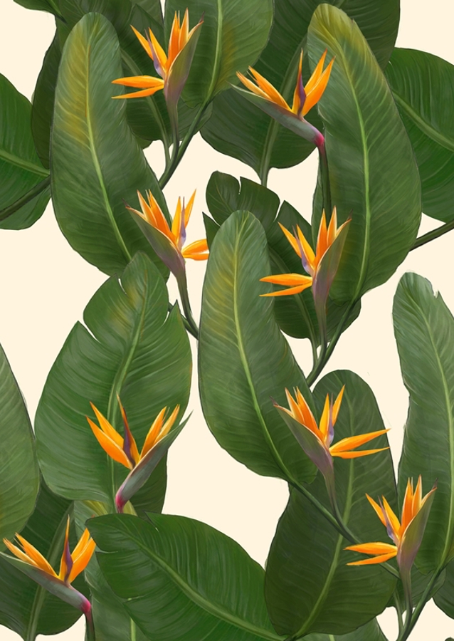 Birds of Paradise botanical pr