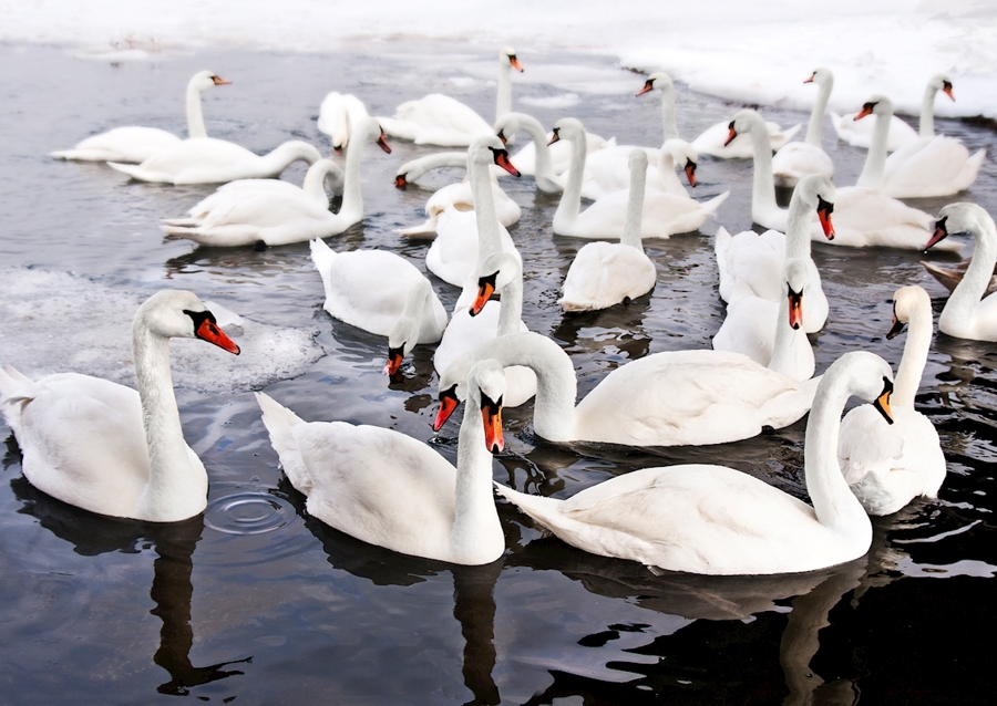 Swans