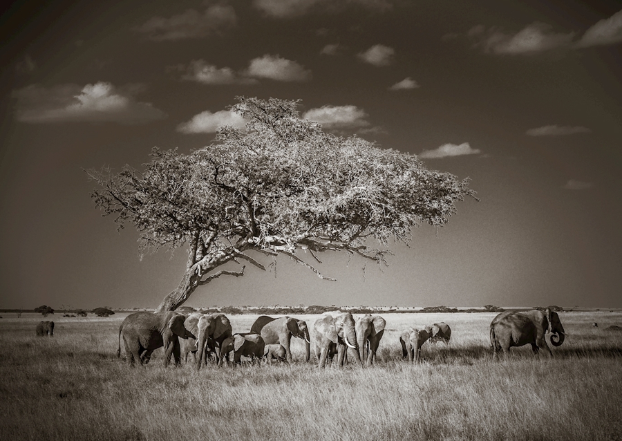 Under ett träd i Afrika
