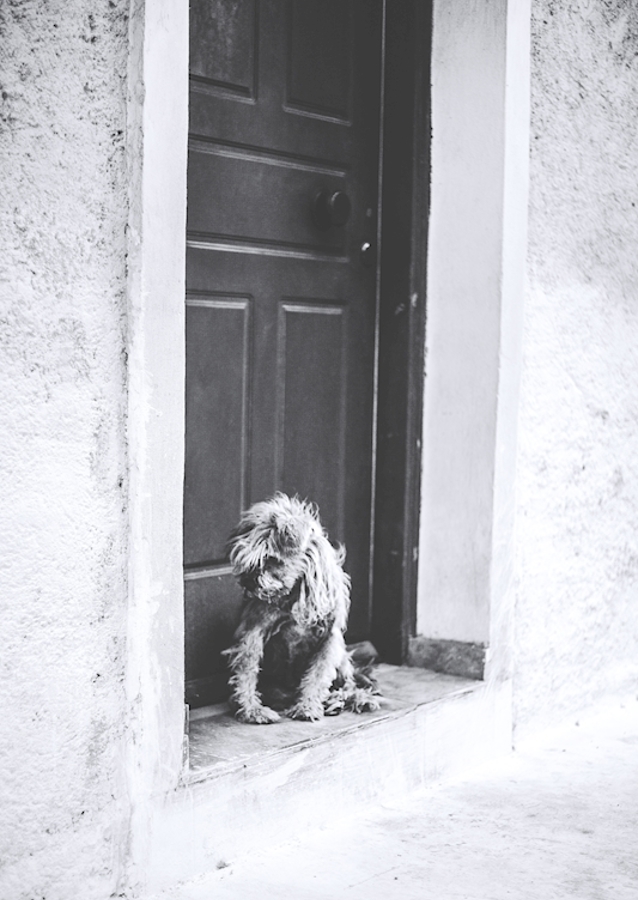 Lonely pup