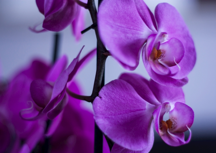 Orchidee