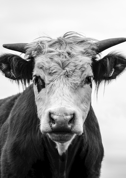 Poster: Meugler - erik nilsson