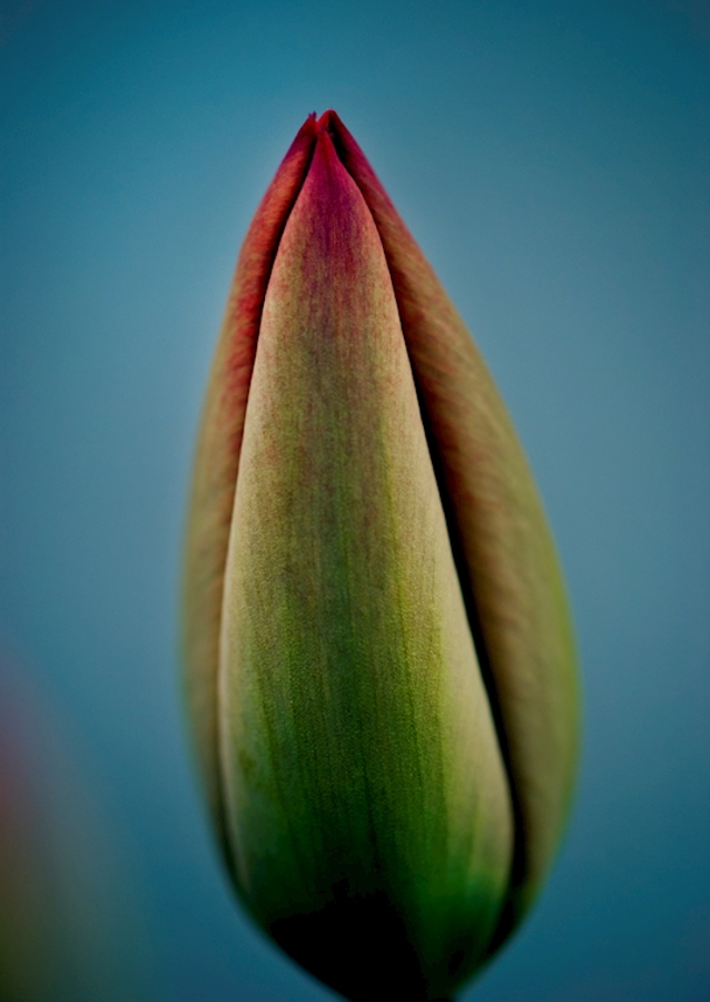 Tulip