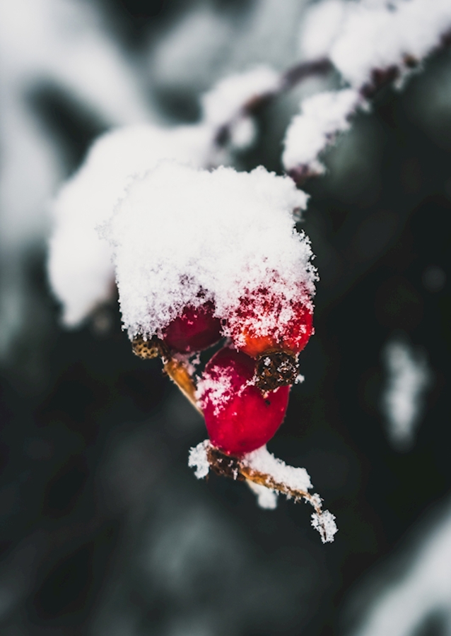 The Wealth in Winter