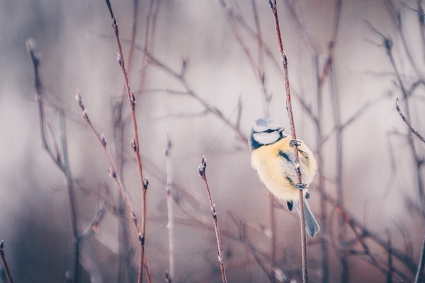 Poster: Ici je m’accroche - Ulrica Hållén