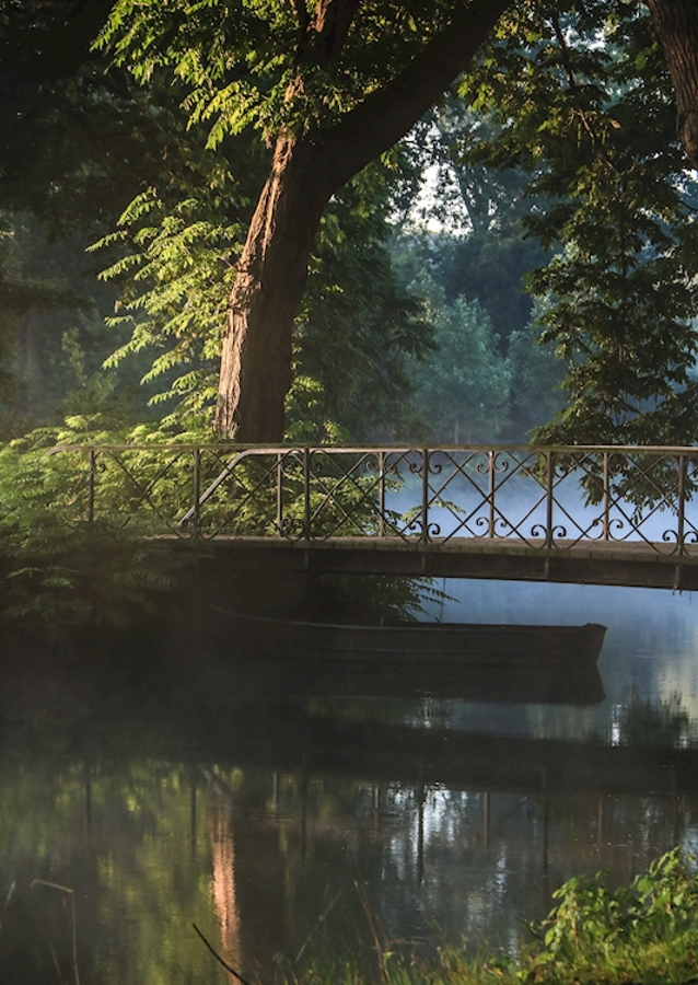 Un bosque de cuento de hadas en Holanda