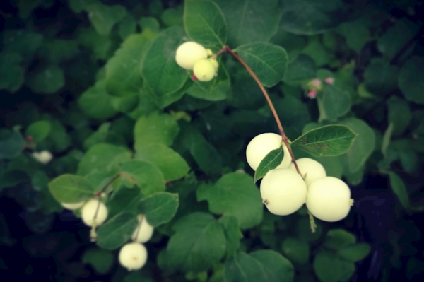 Poster: fleur - Hadi Mozaffari