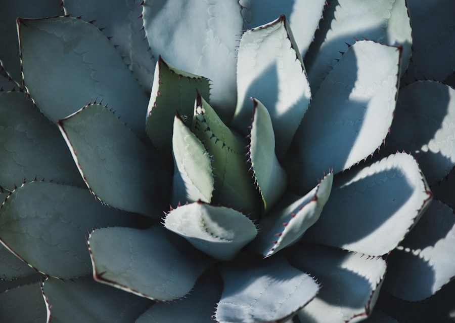 Agave