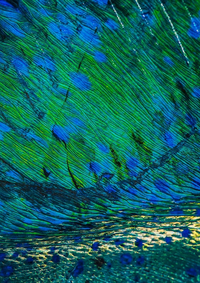 Mahi mahi