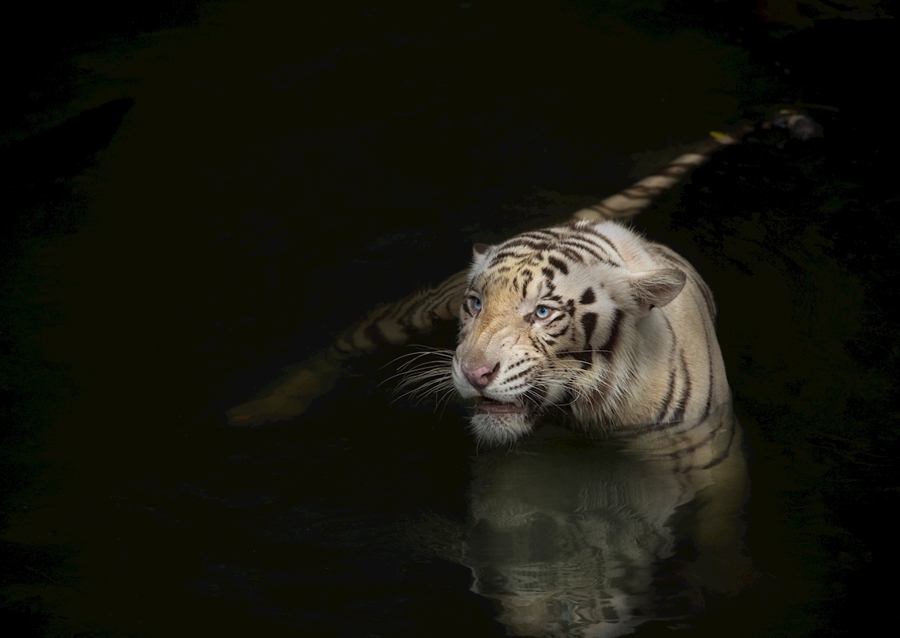 Swimming tiger