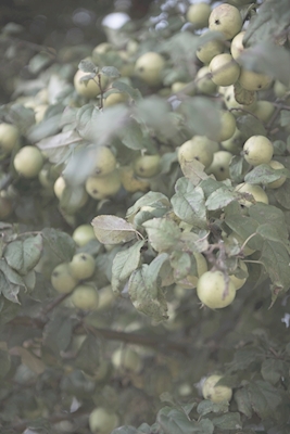 Poster: omena päivässä