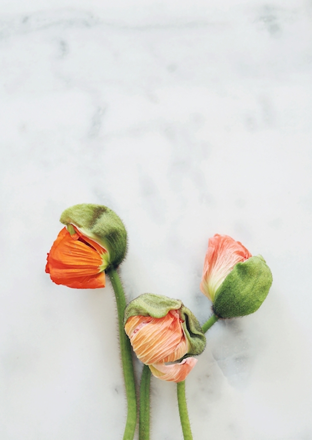 Mohnblume auf Marmor