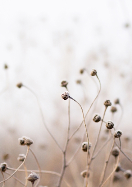 Poster: Silence du matin - Beatrice Rose Photography