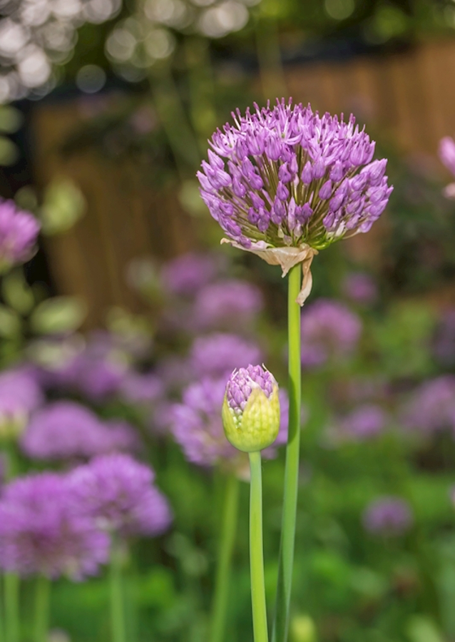 Schönes Allium