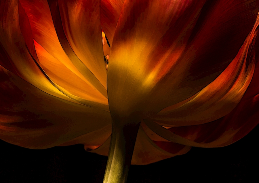 Tulip