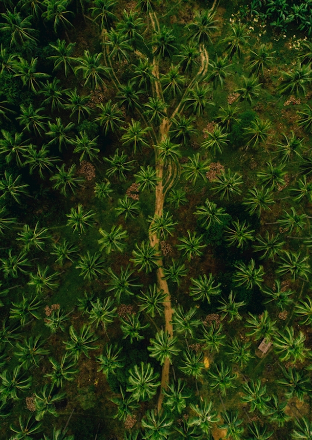 Patterns in nature