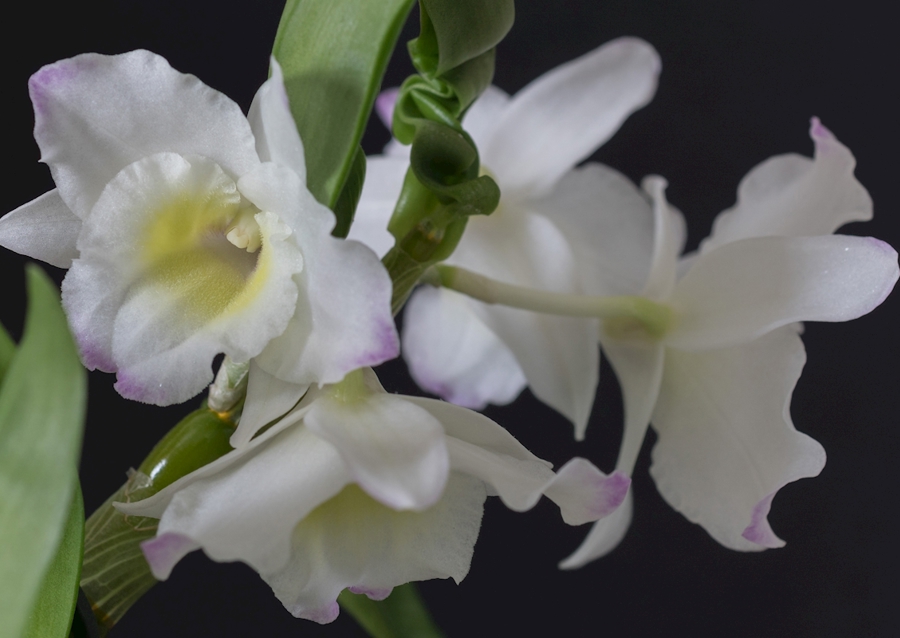 Dendrobium