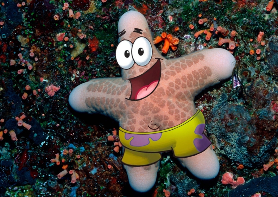 Patrick Star nella vita reale