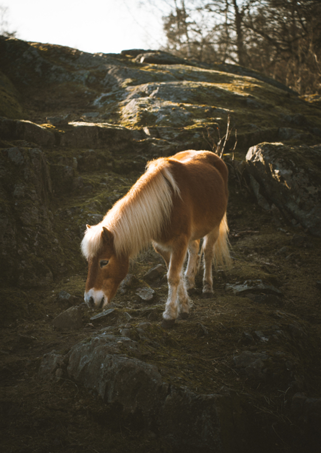 Nature’s Beauty Captured