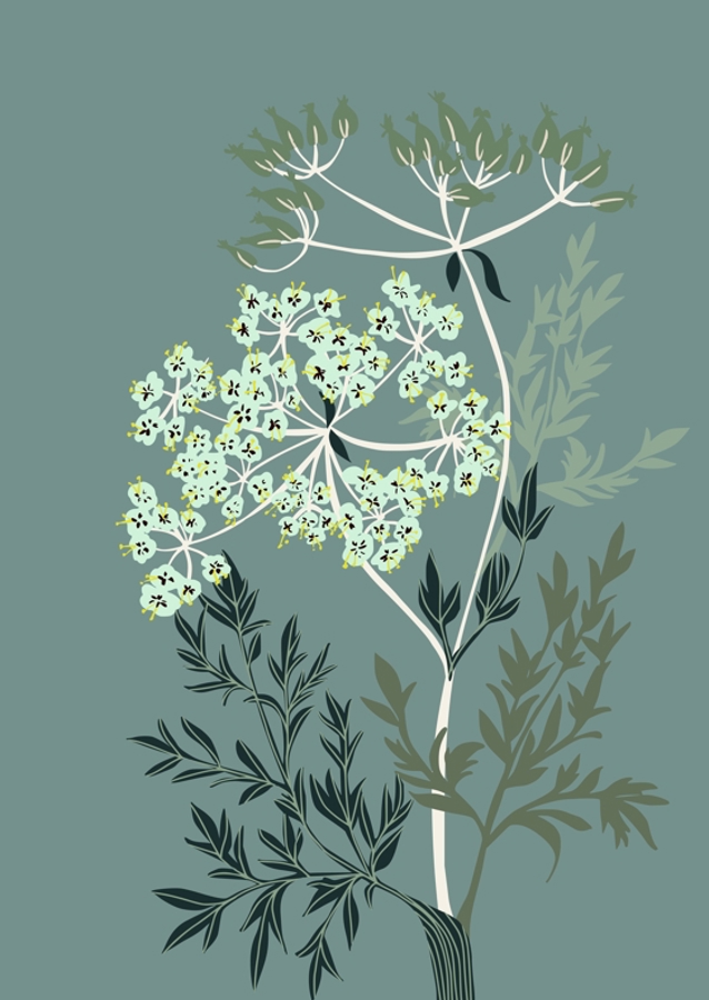 Flower Queen Anne´s lace