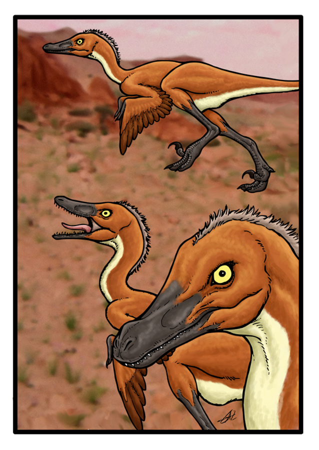 Il vero Velociraptor