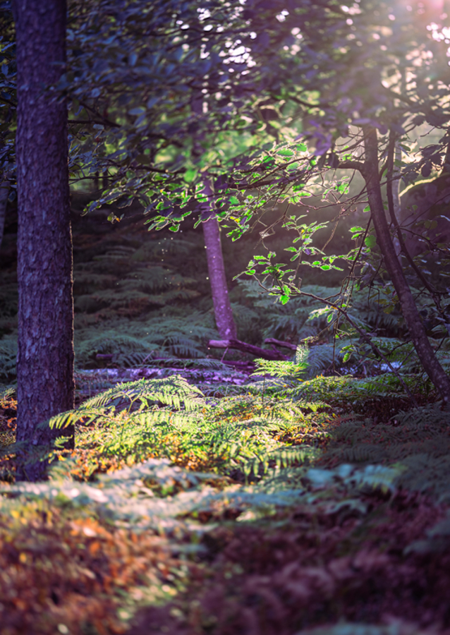 Les v ranním světle.