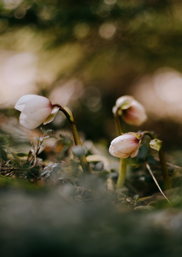 Helleborus i motljus